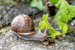 Proti slimákům a plžům stačí ponechat tento předmět, který obvykle končí v odpadcích.